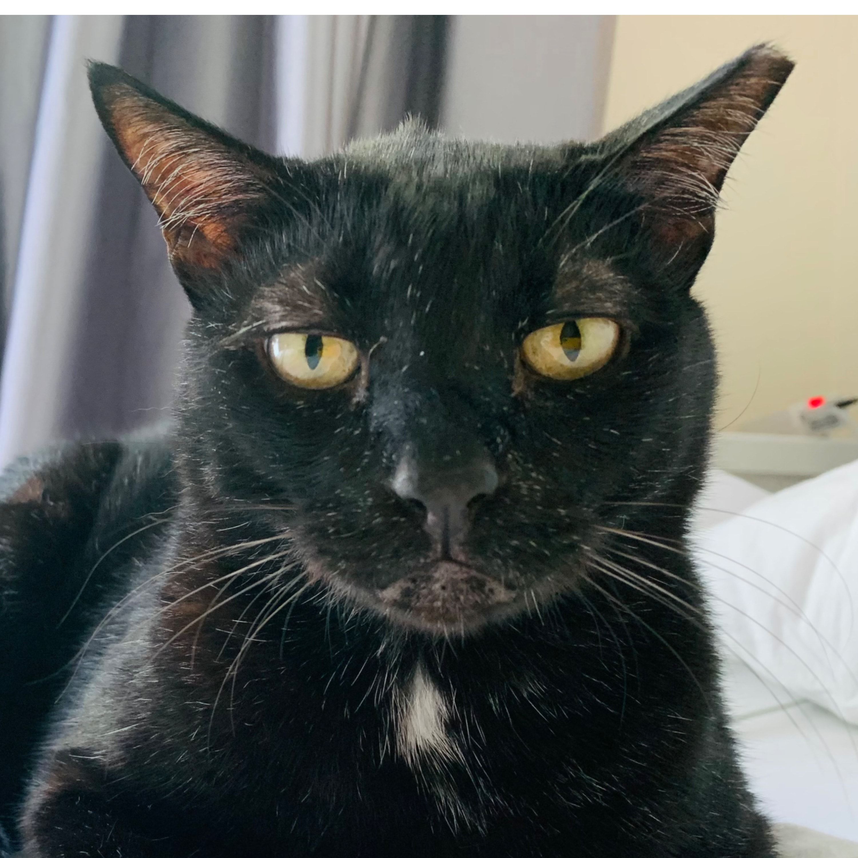 Toothless