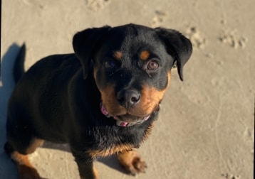 Nova