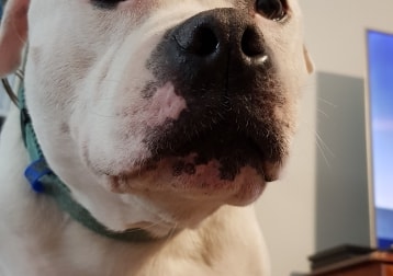 Maverick