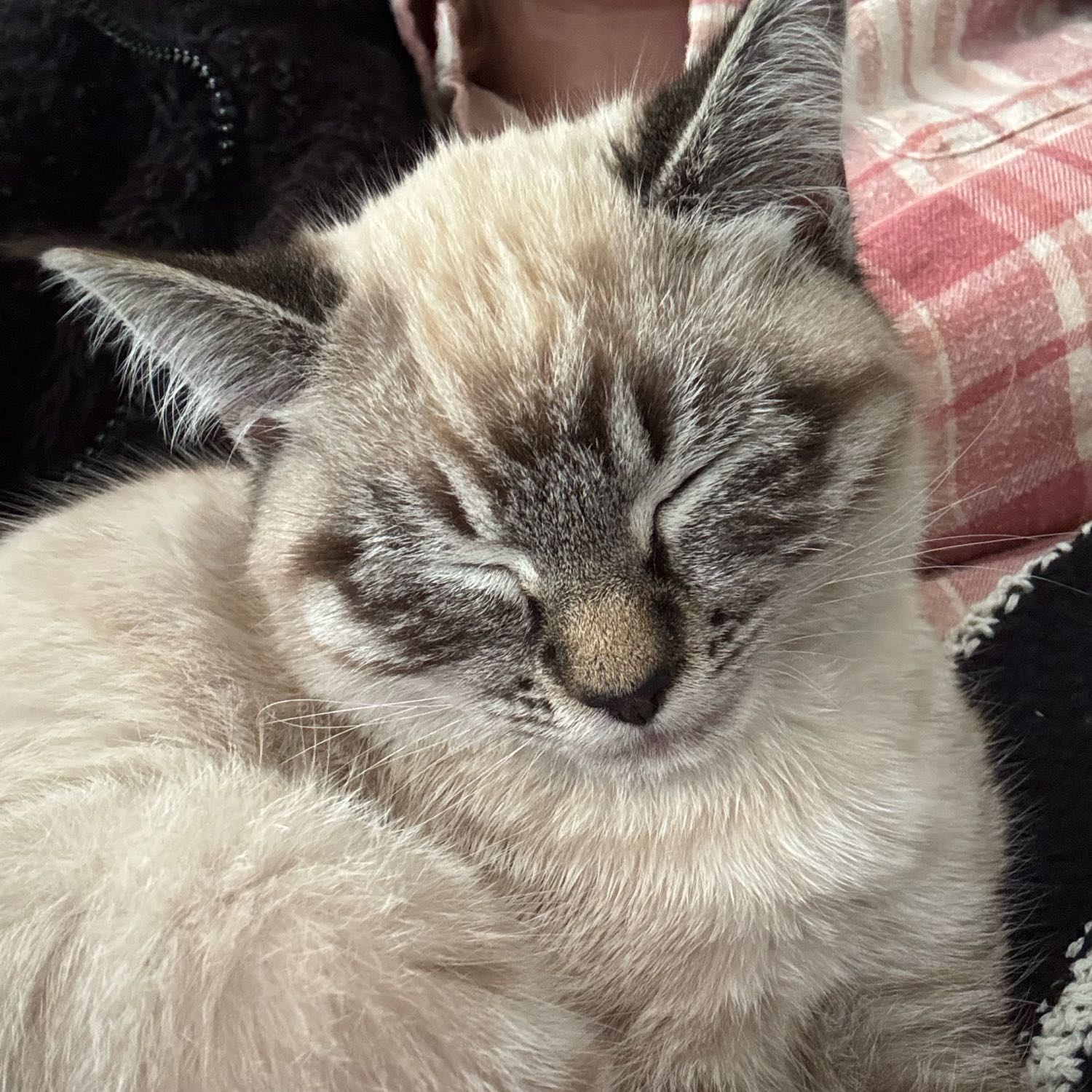 Dottie 