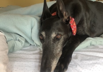 Guy (RIP)
