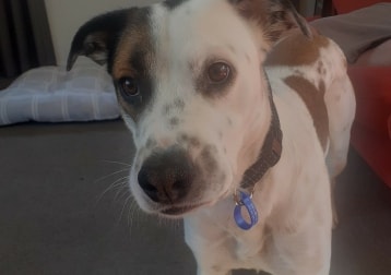 Capone