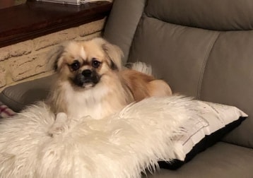 Tibbi