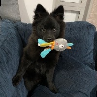 Jet