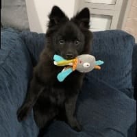 Jet