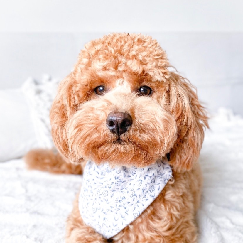 Teddy