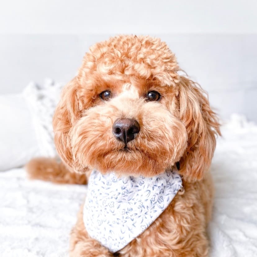 Teddy