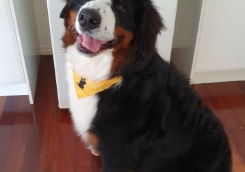 Bodhi