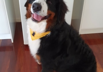 Bodhi