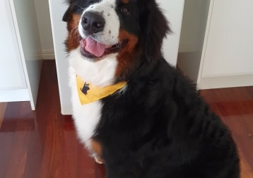 Bodhi