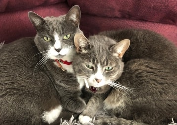 Mao & Missy