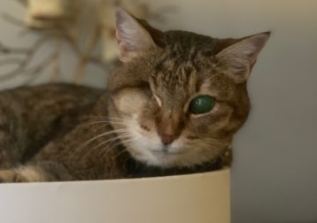 Tekila