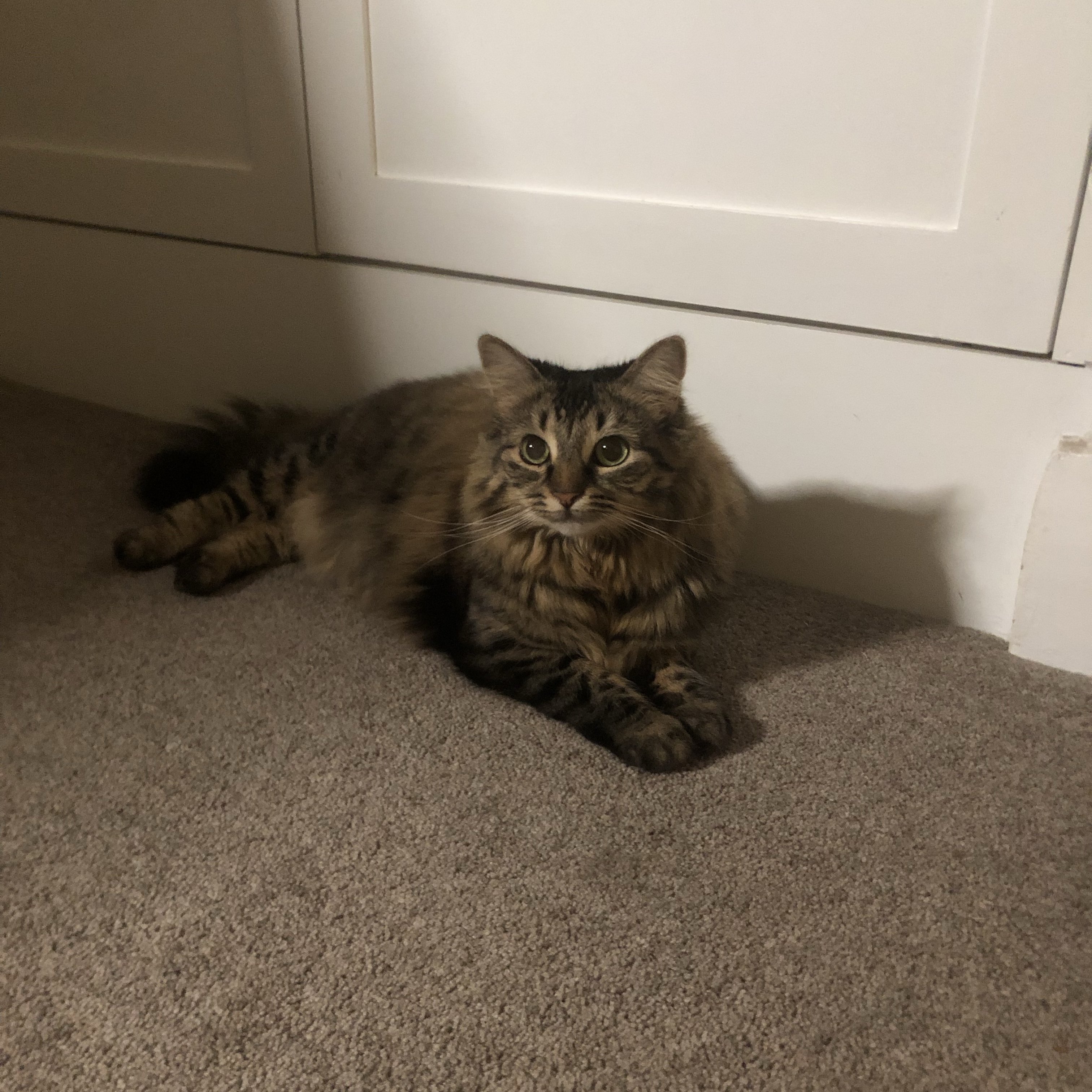 Suki
