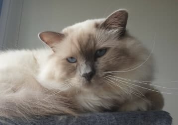 Beau