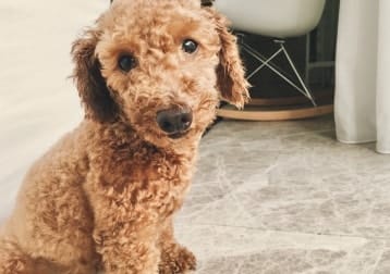Loki The Babu
