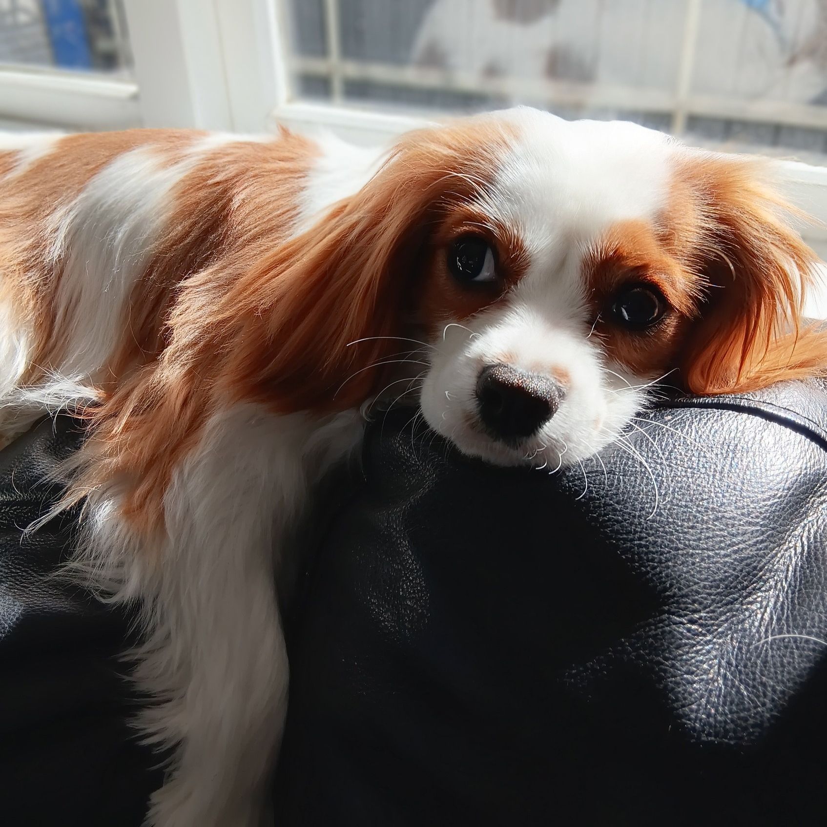 Poppy