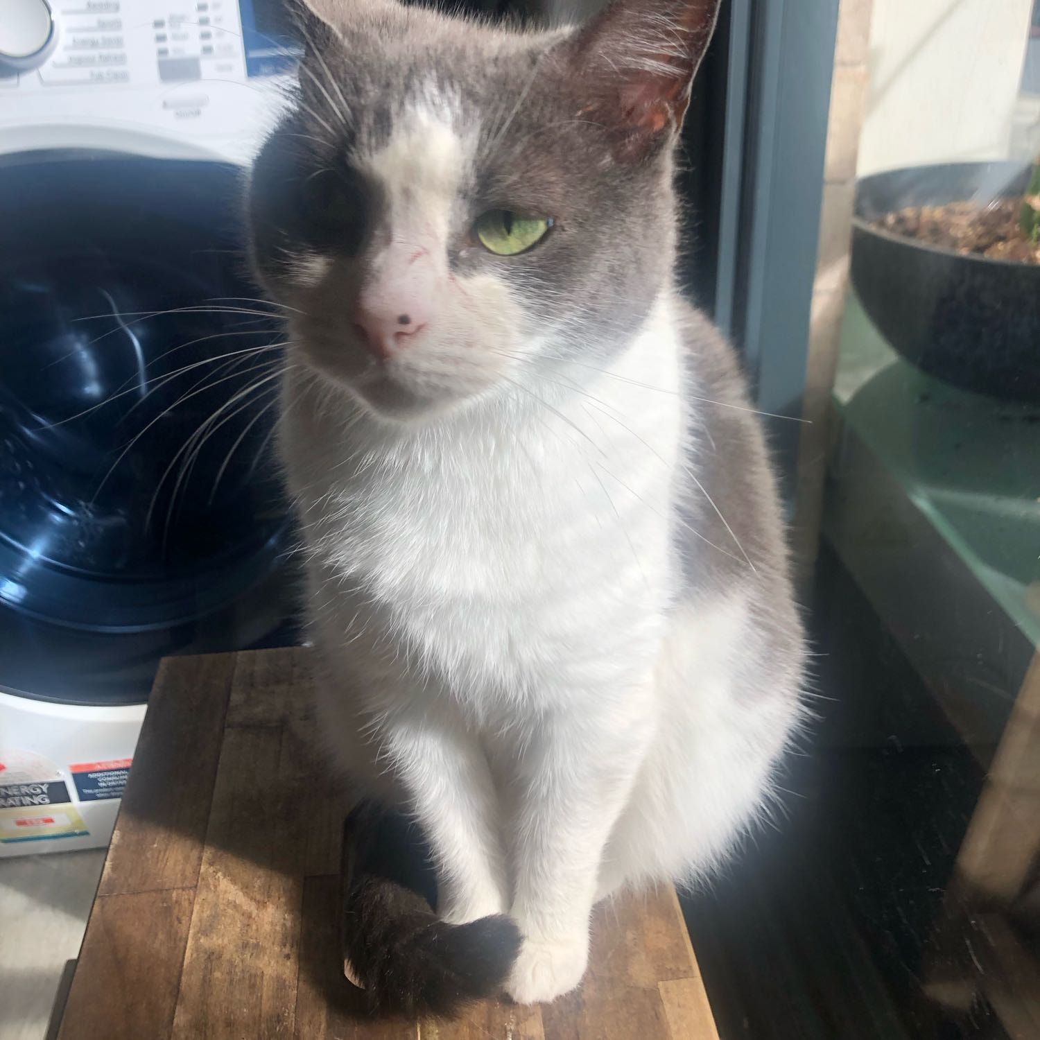 Gemma