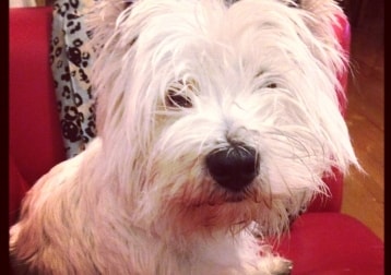 Angus