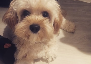 Oreo