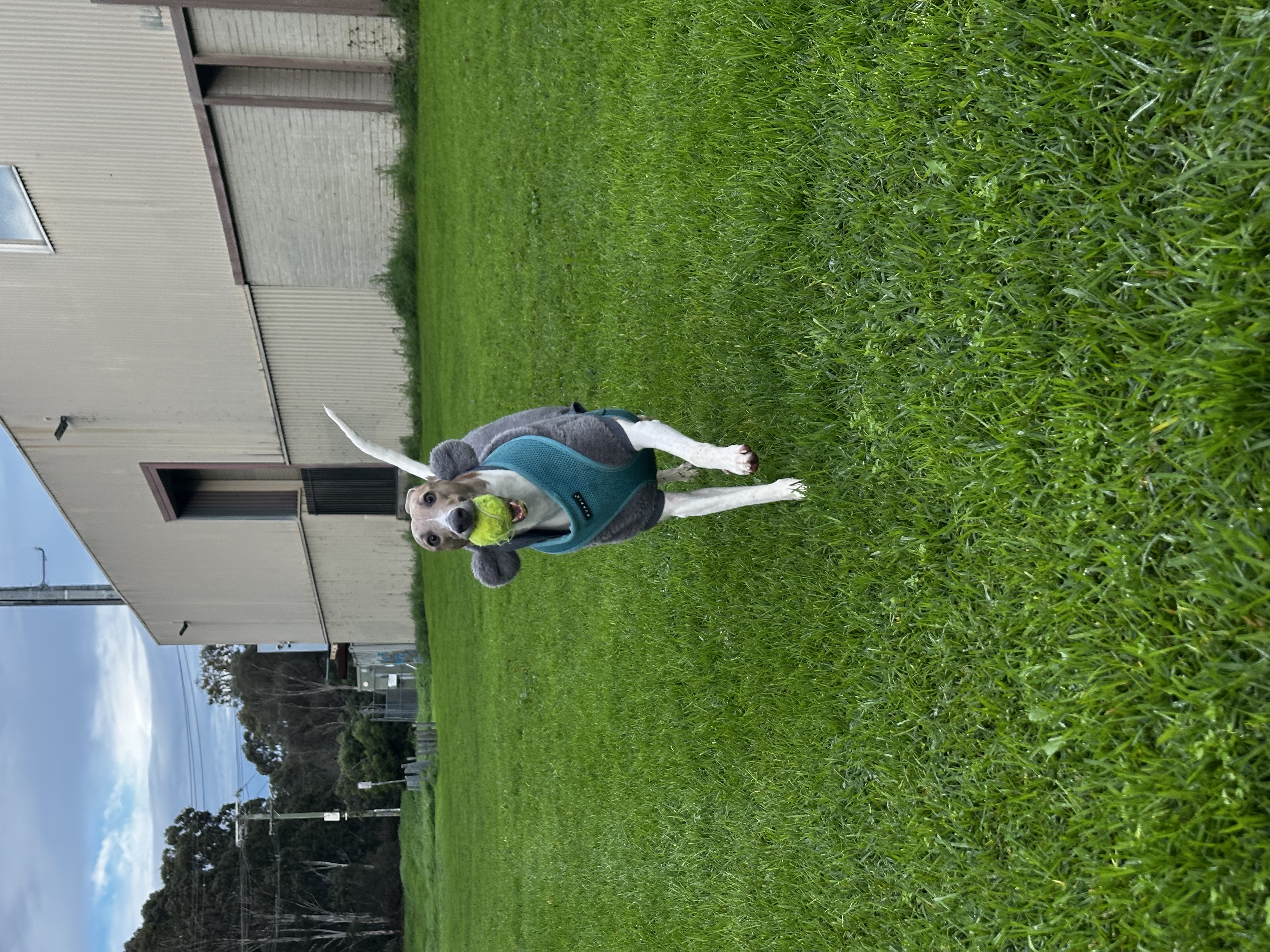 image-4
