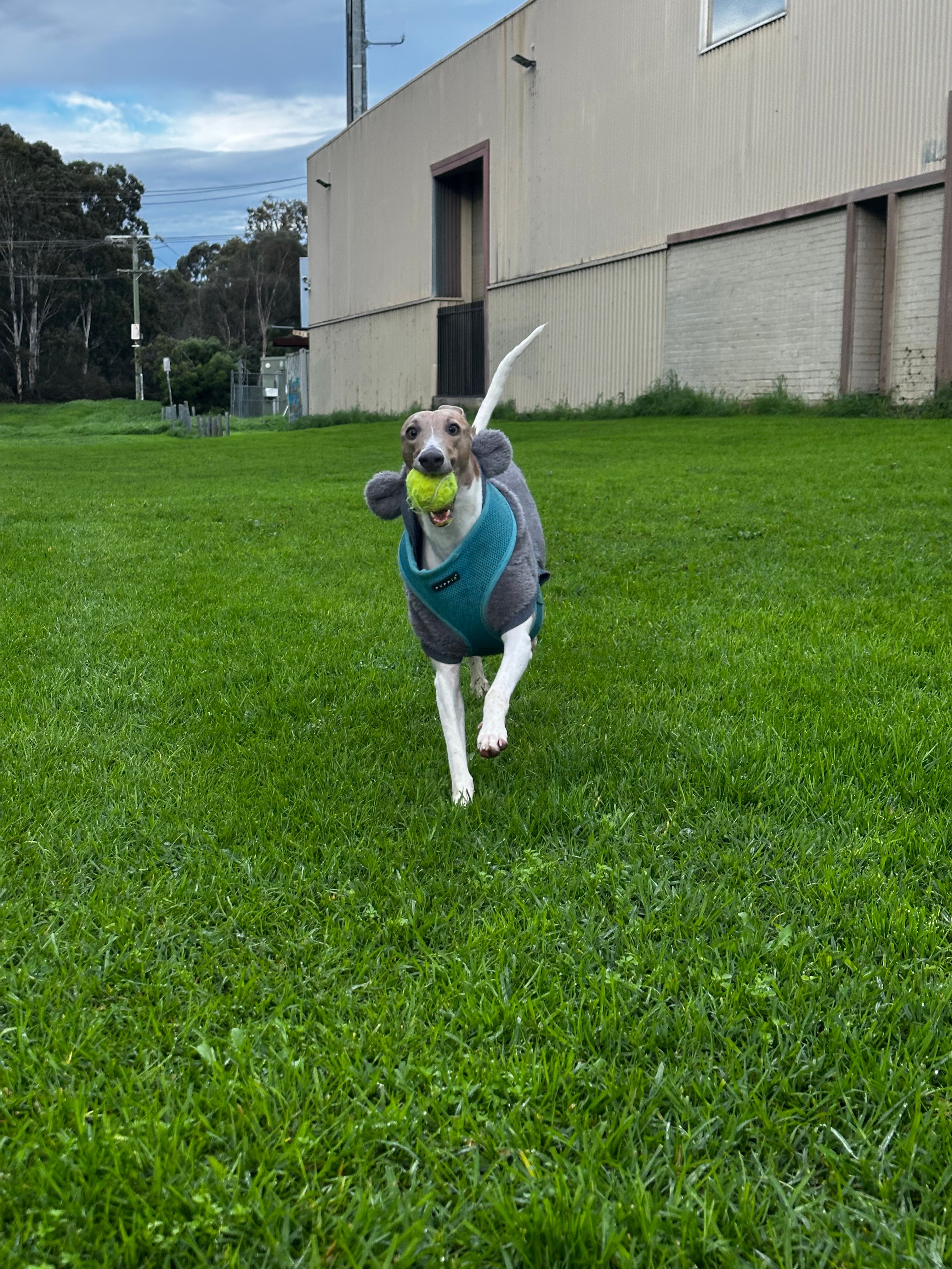 image-4