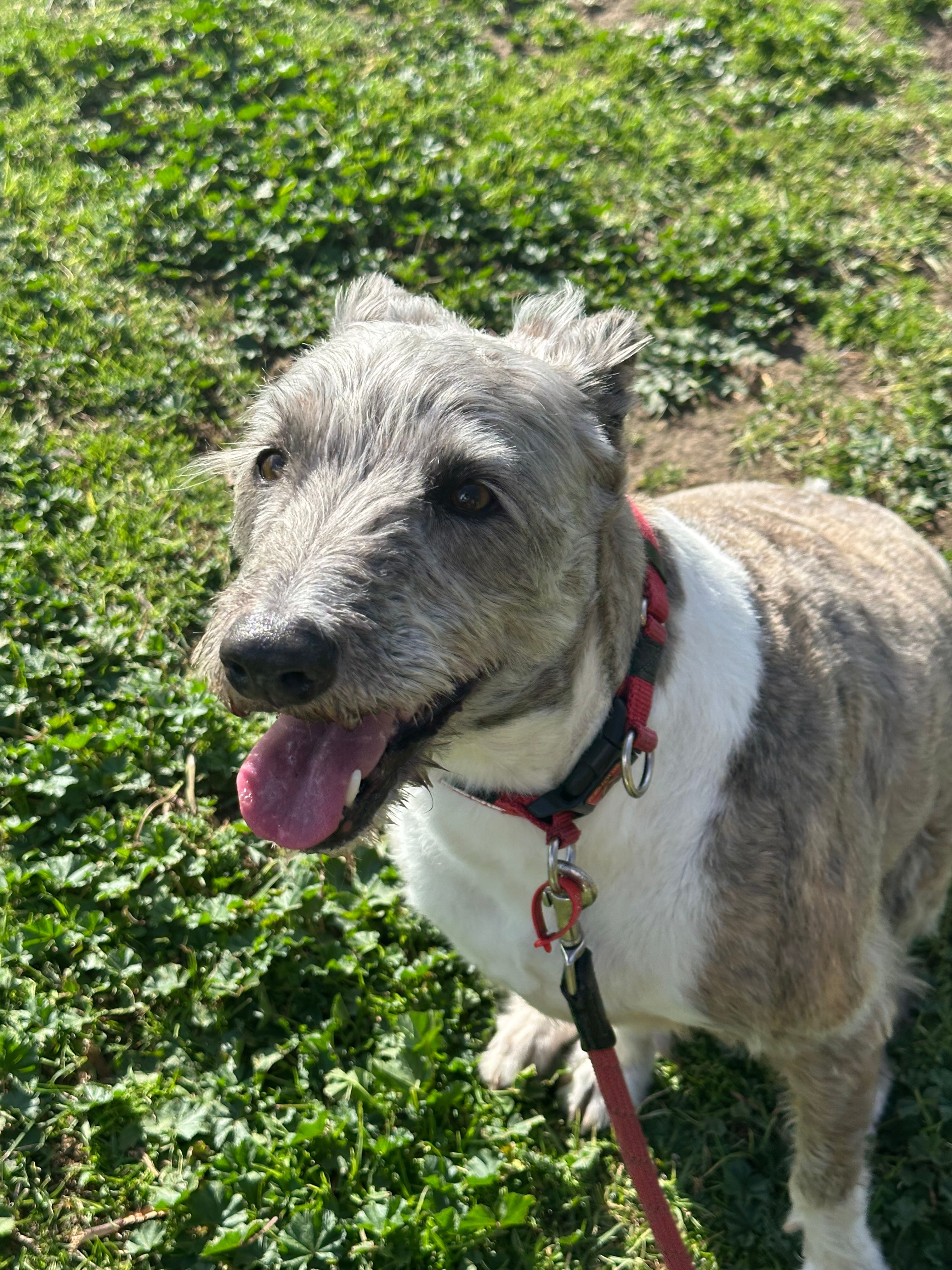 image-4