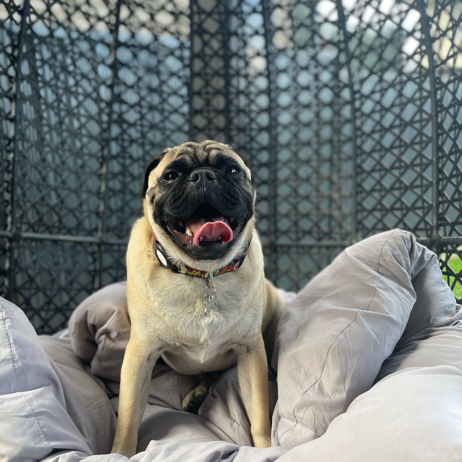 chewy