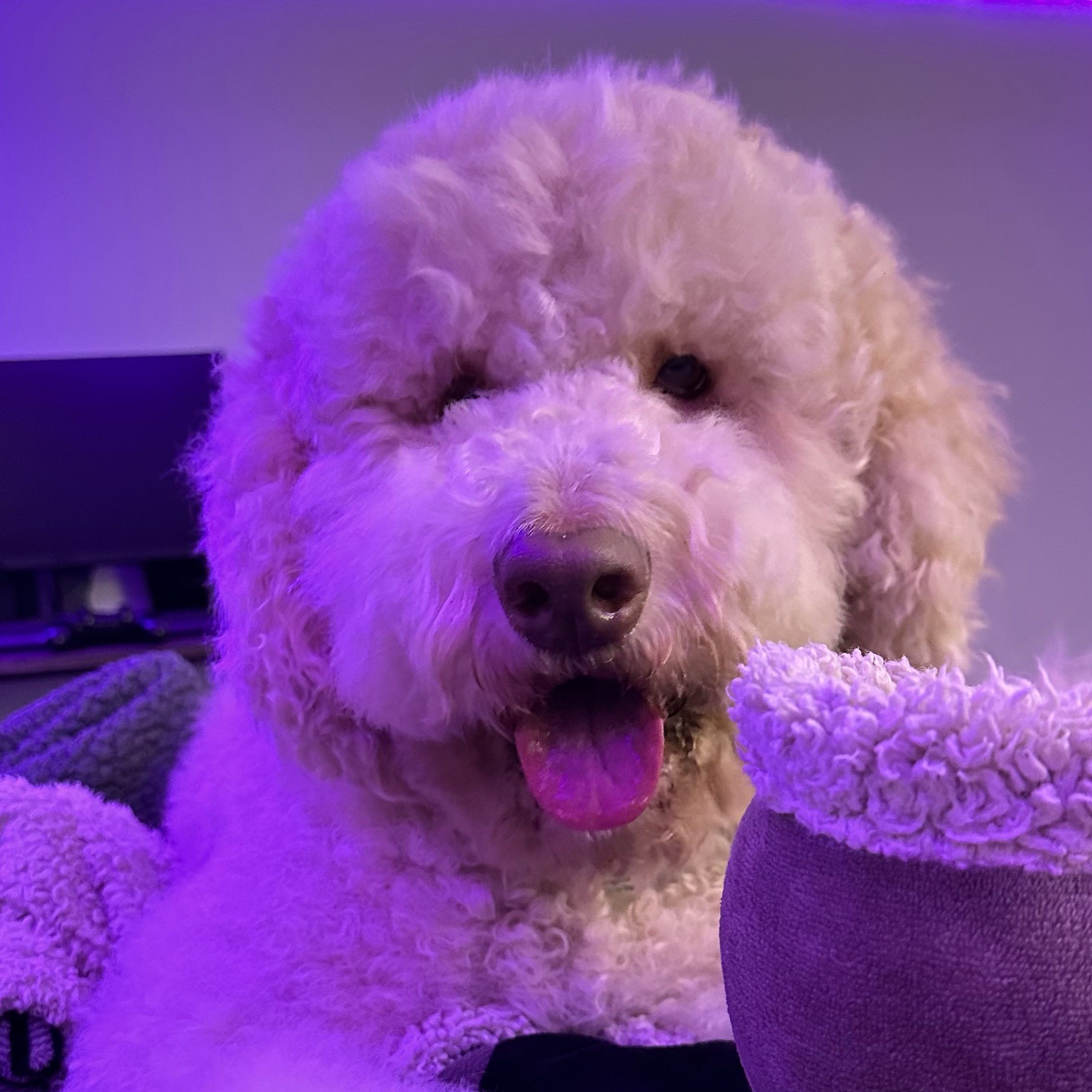 Oakley