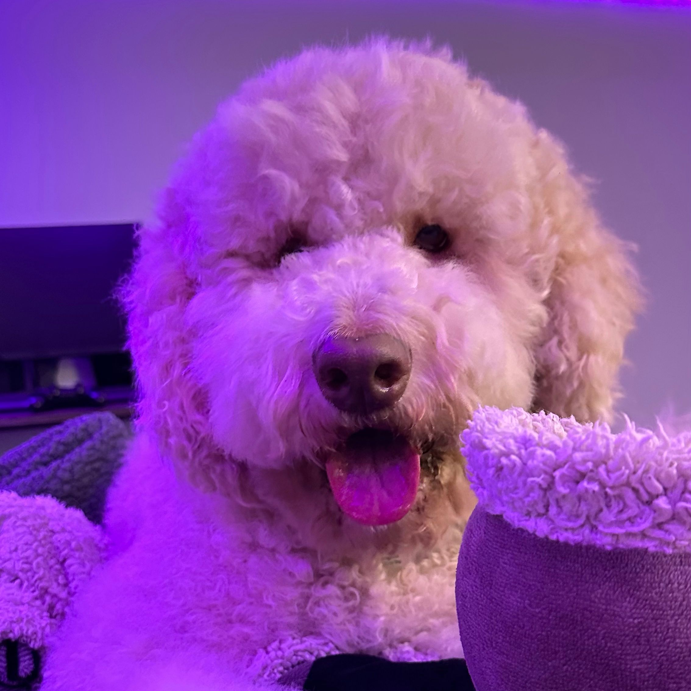 Oakley