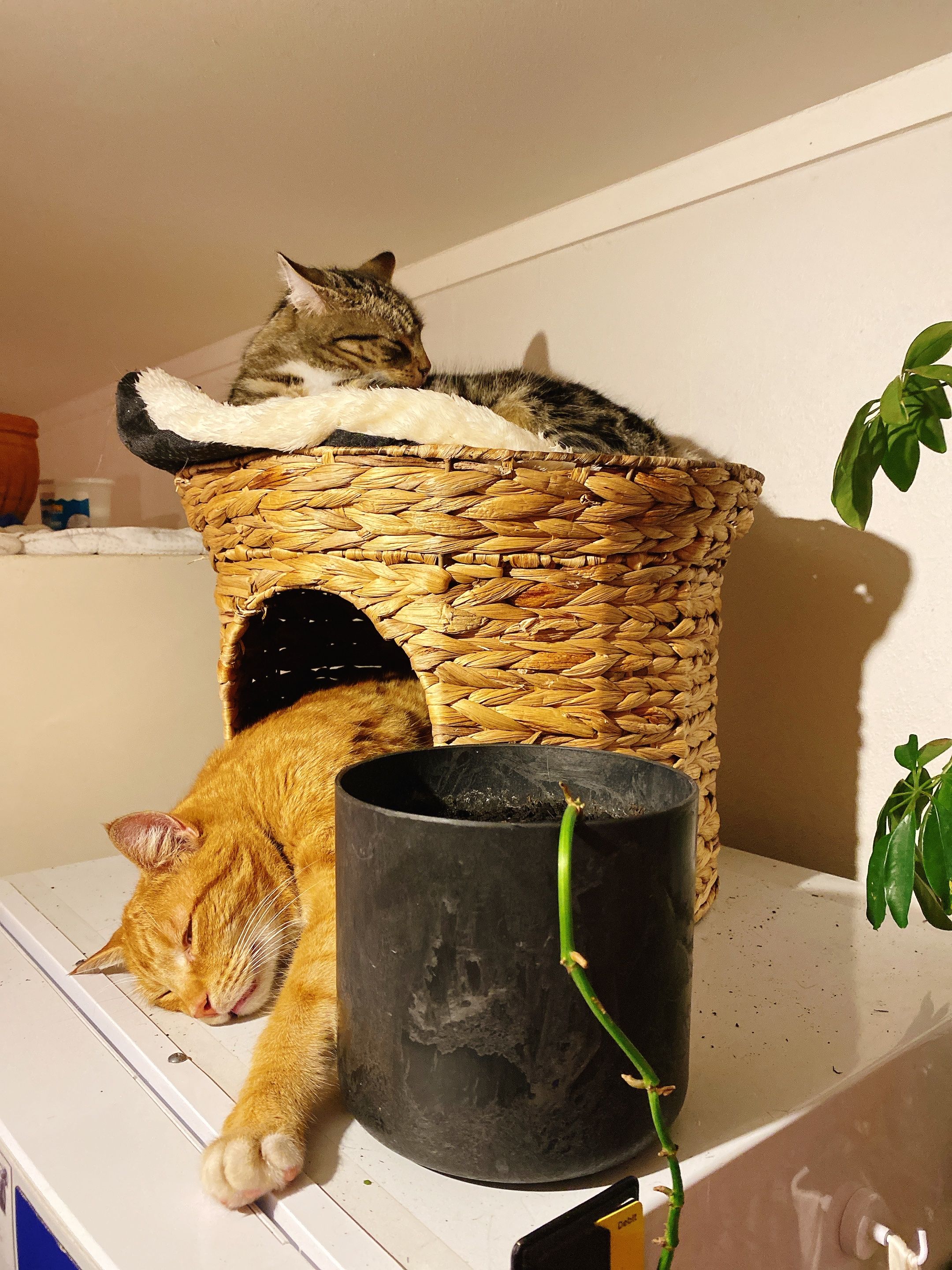 image-7