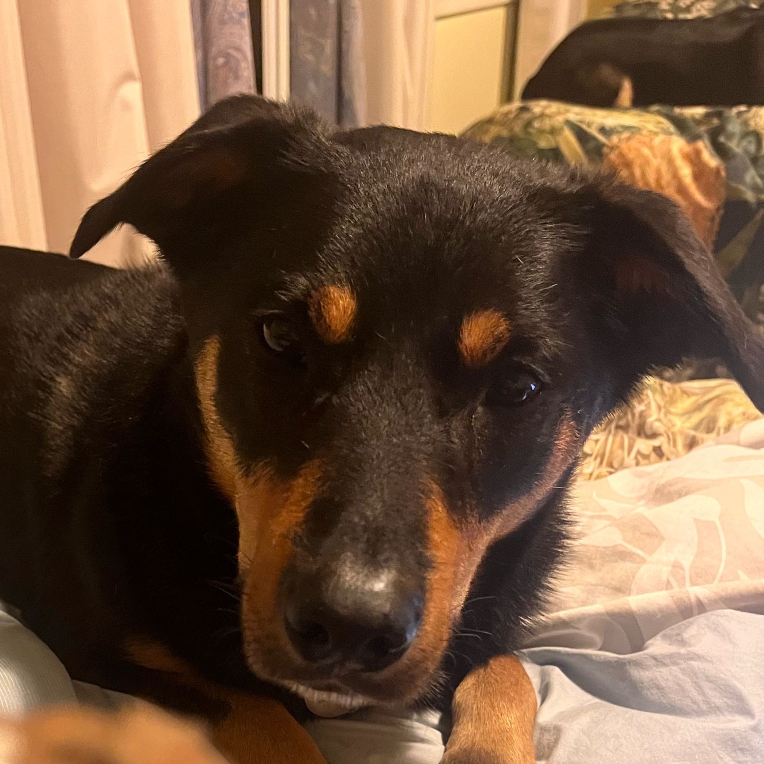 Koda 