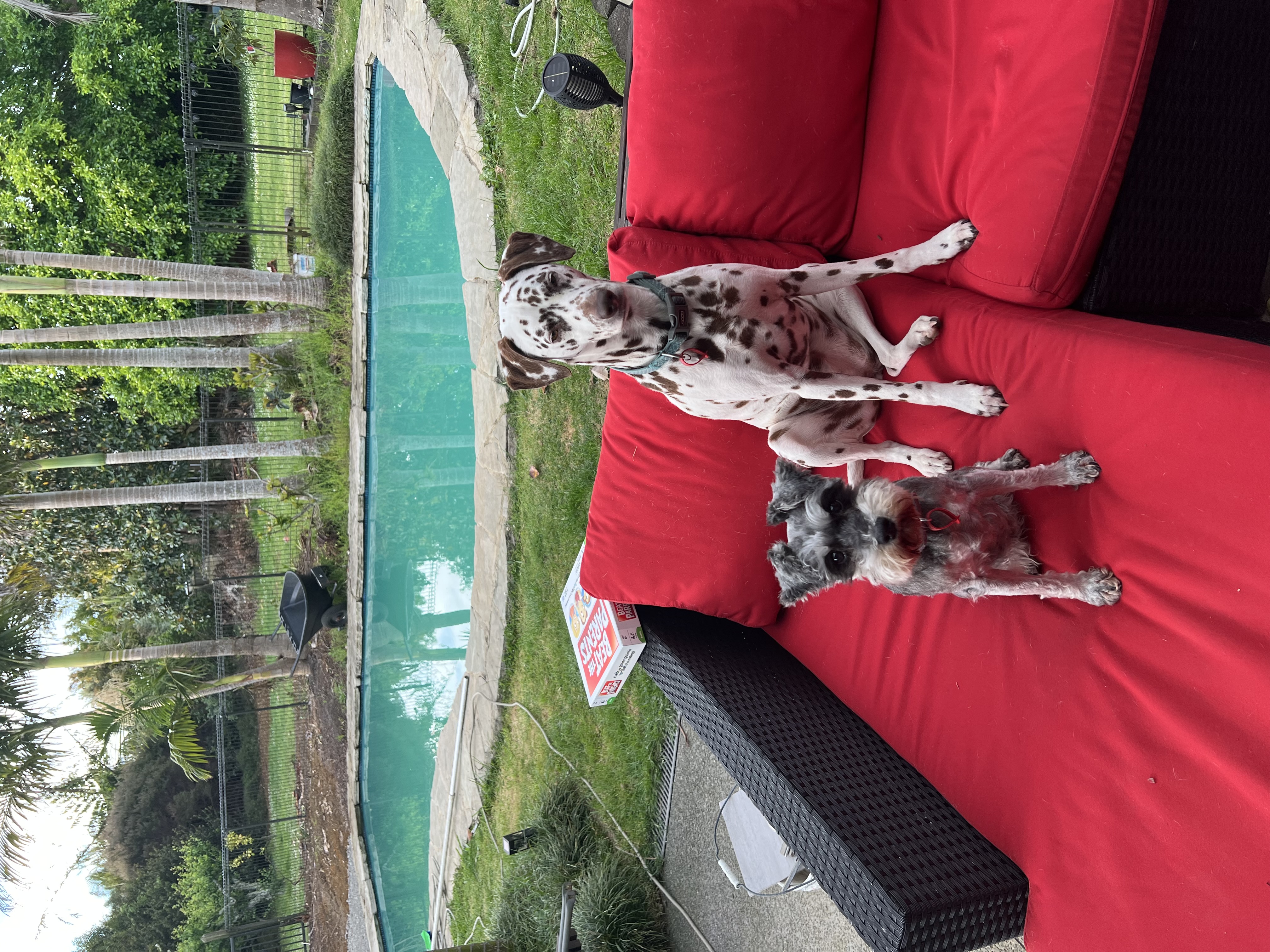 image-7