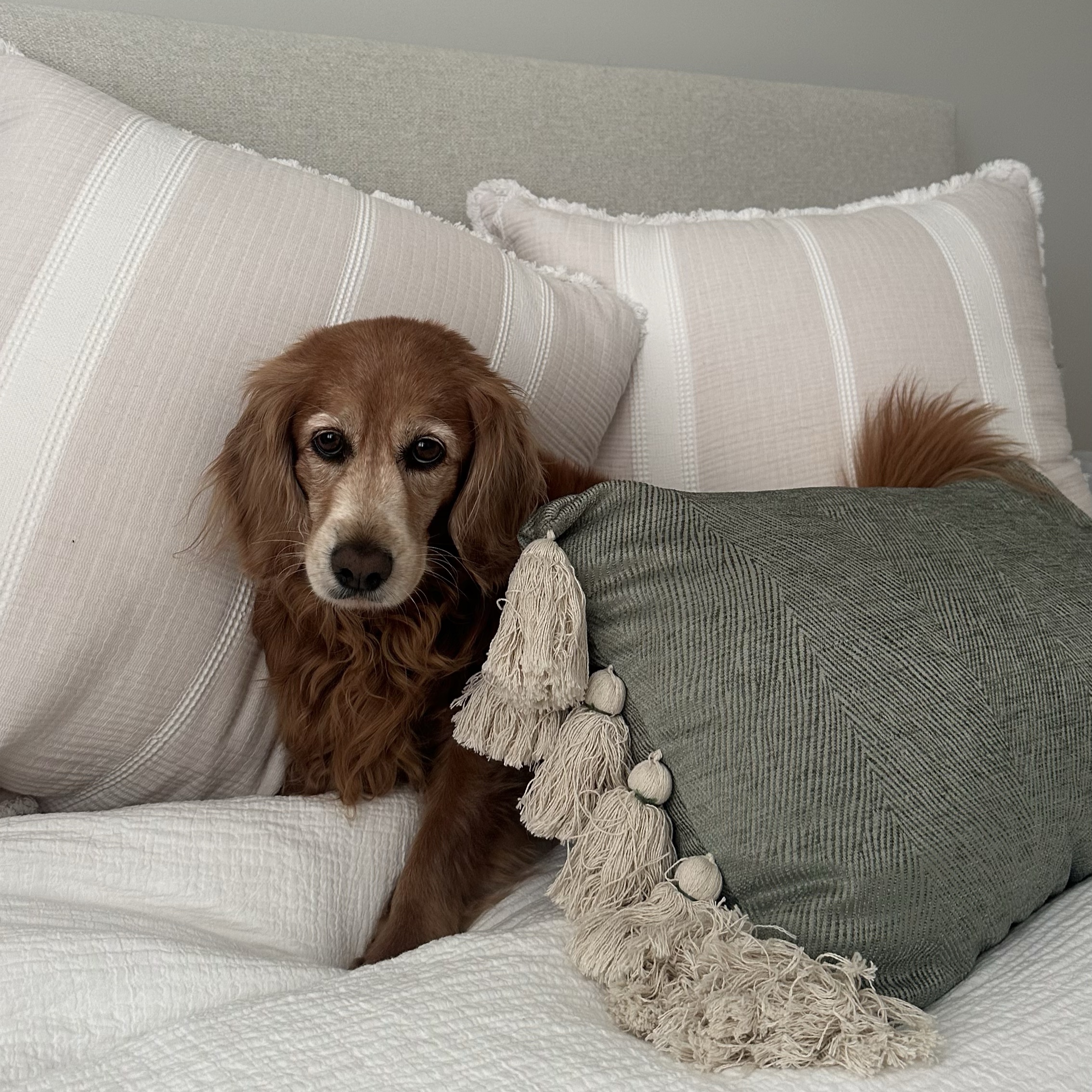 Maisy 