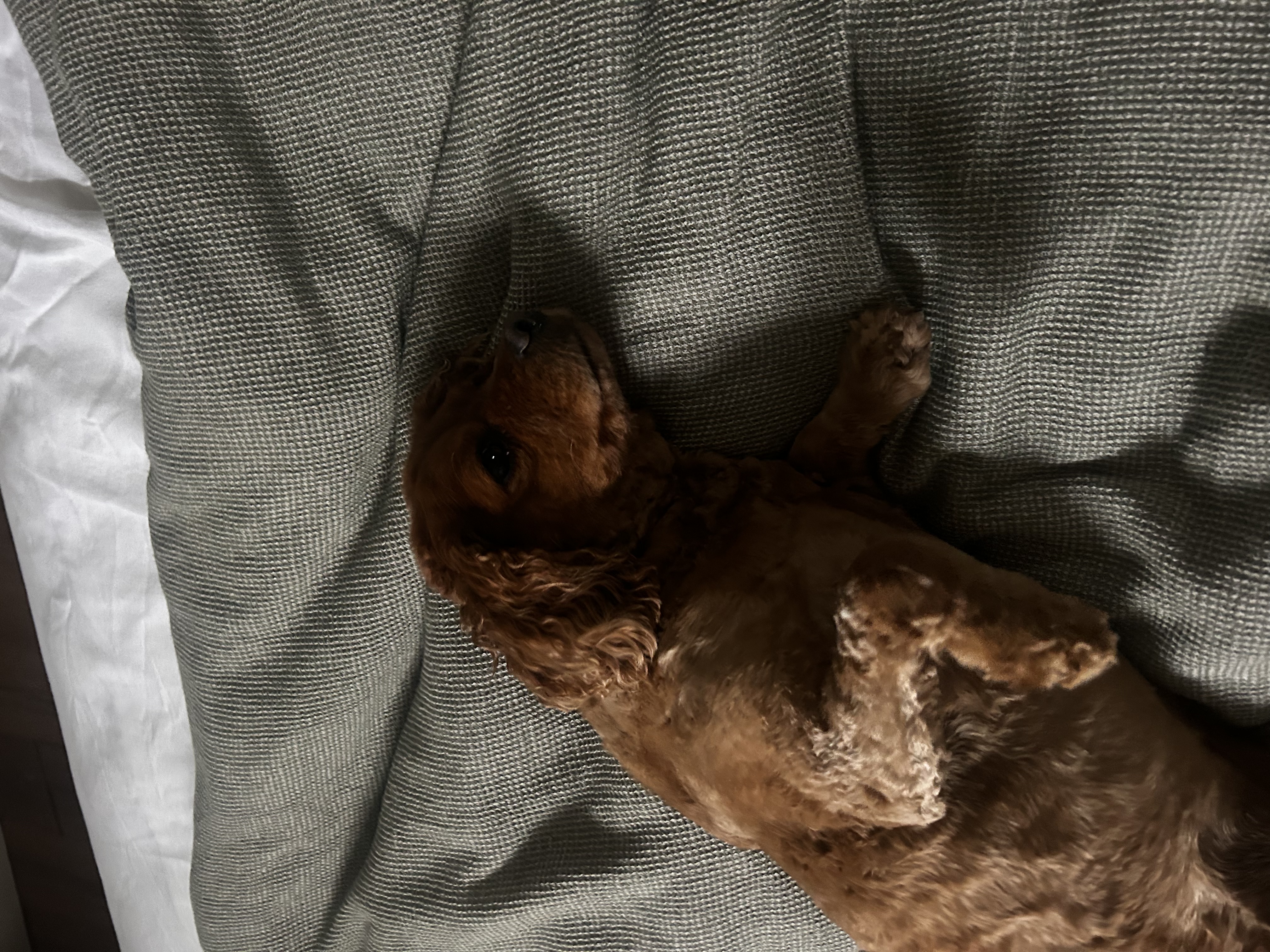 image-11