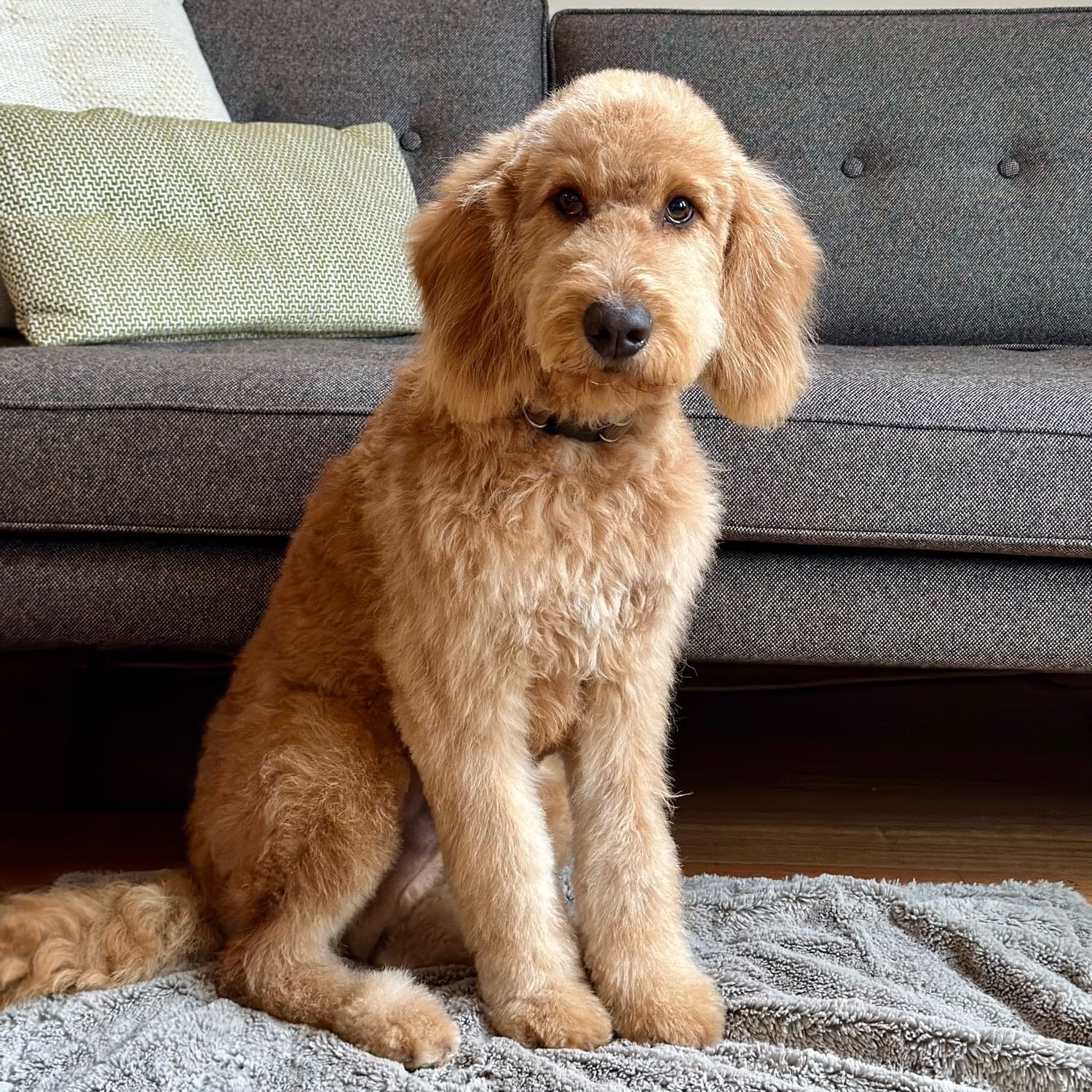 Cameron