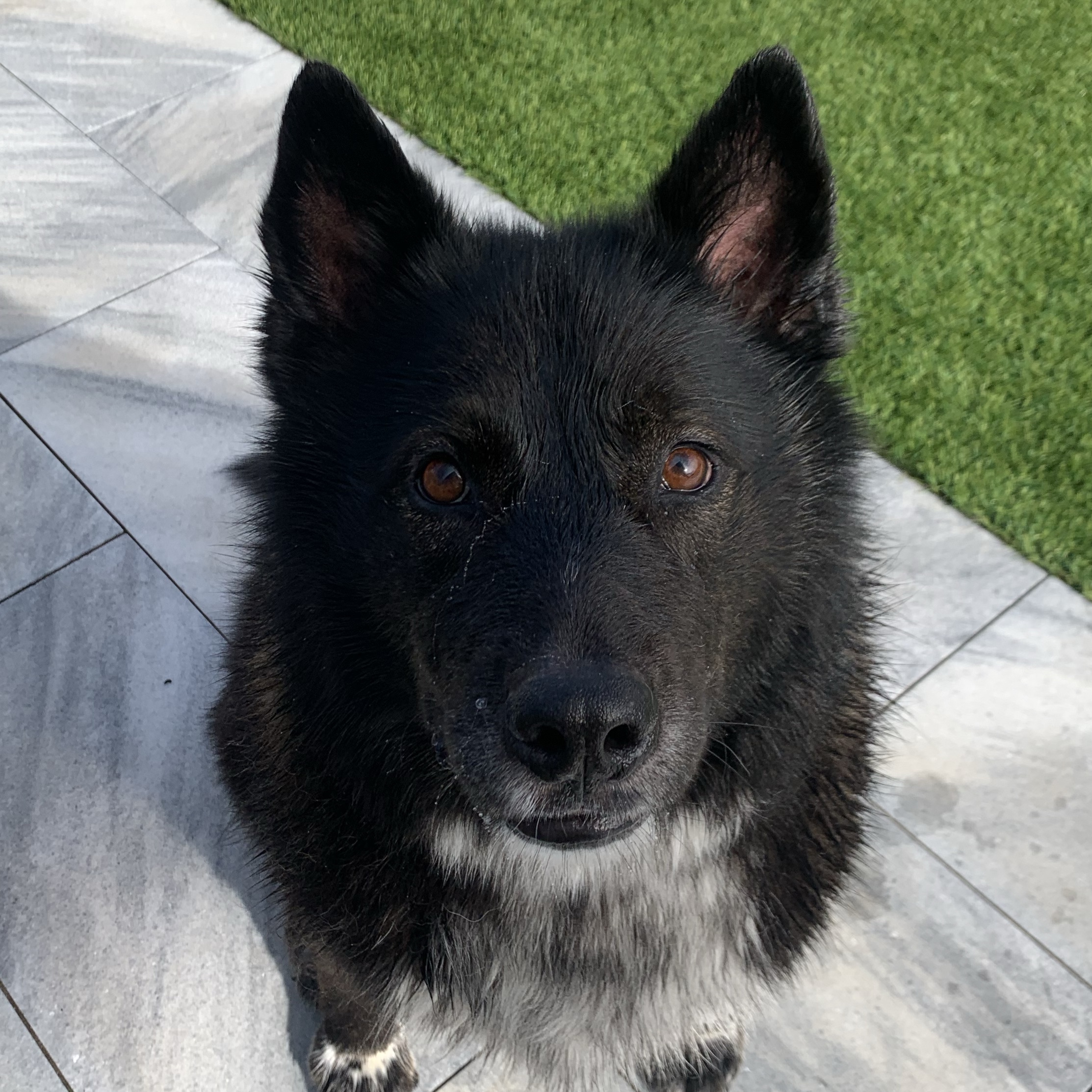 Bear 