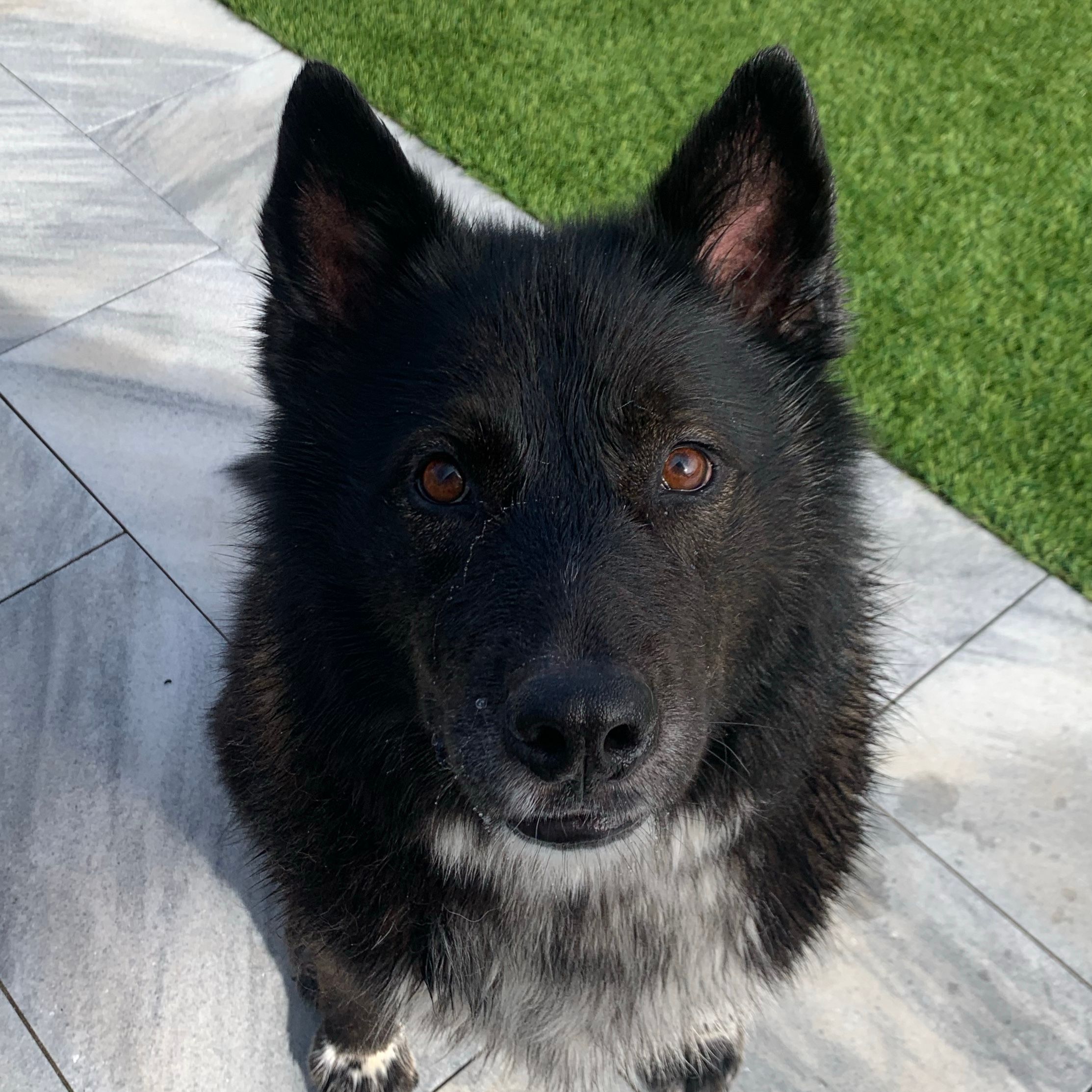 Bear