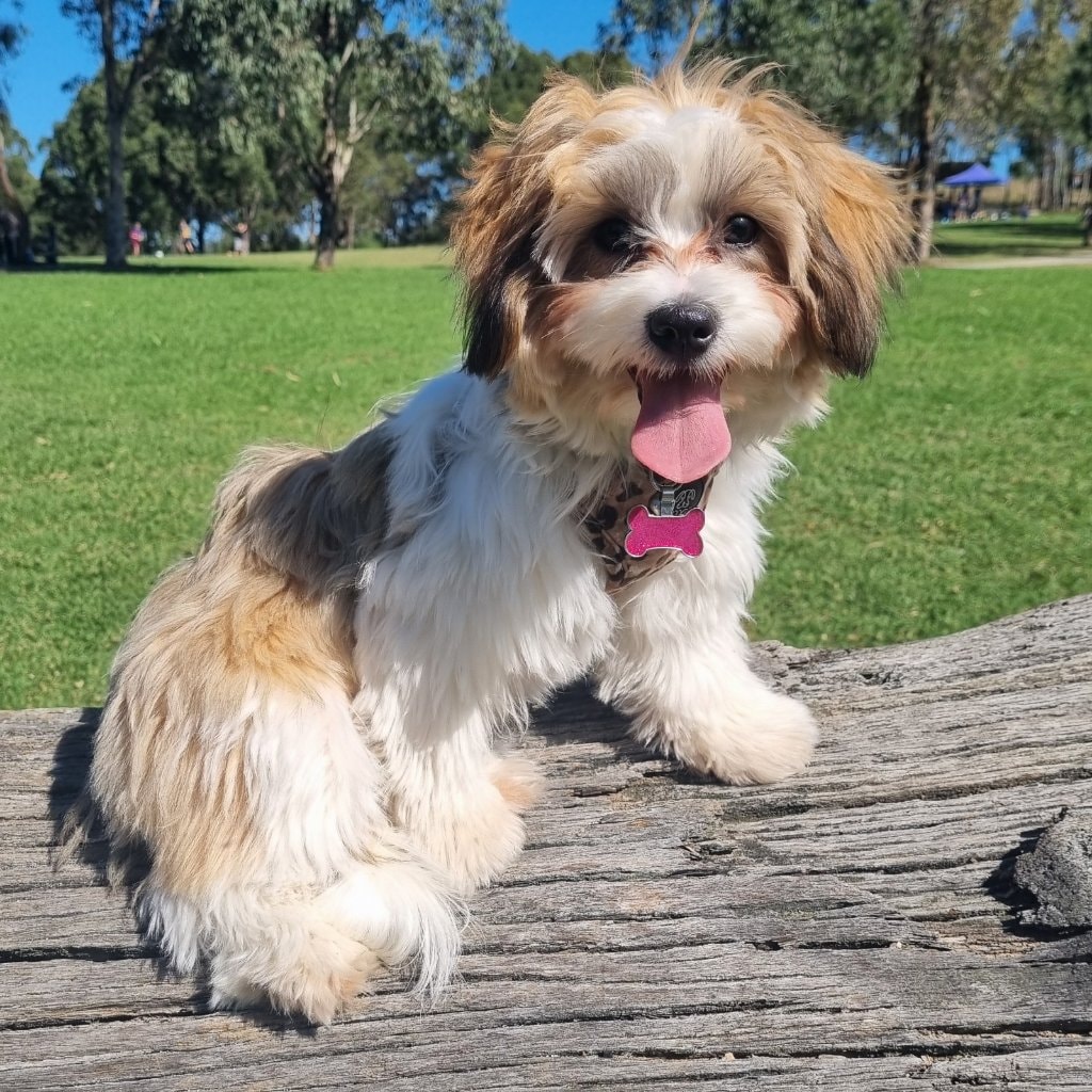 NALA