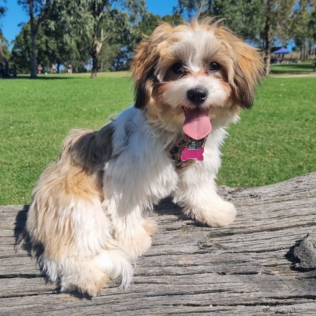 NALA