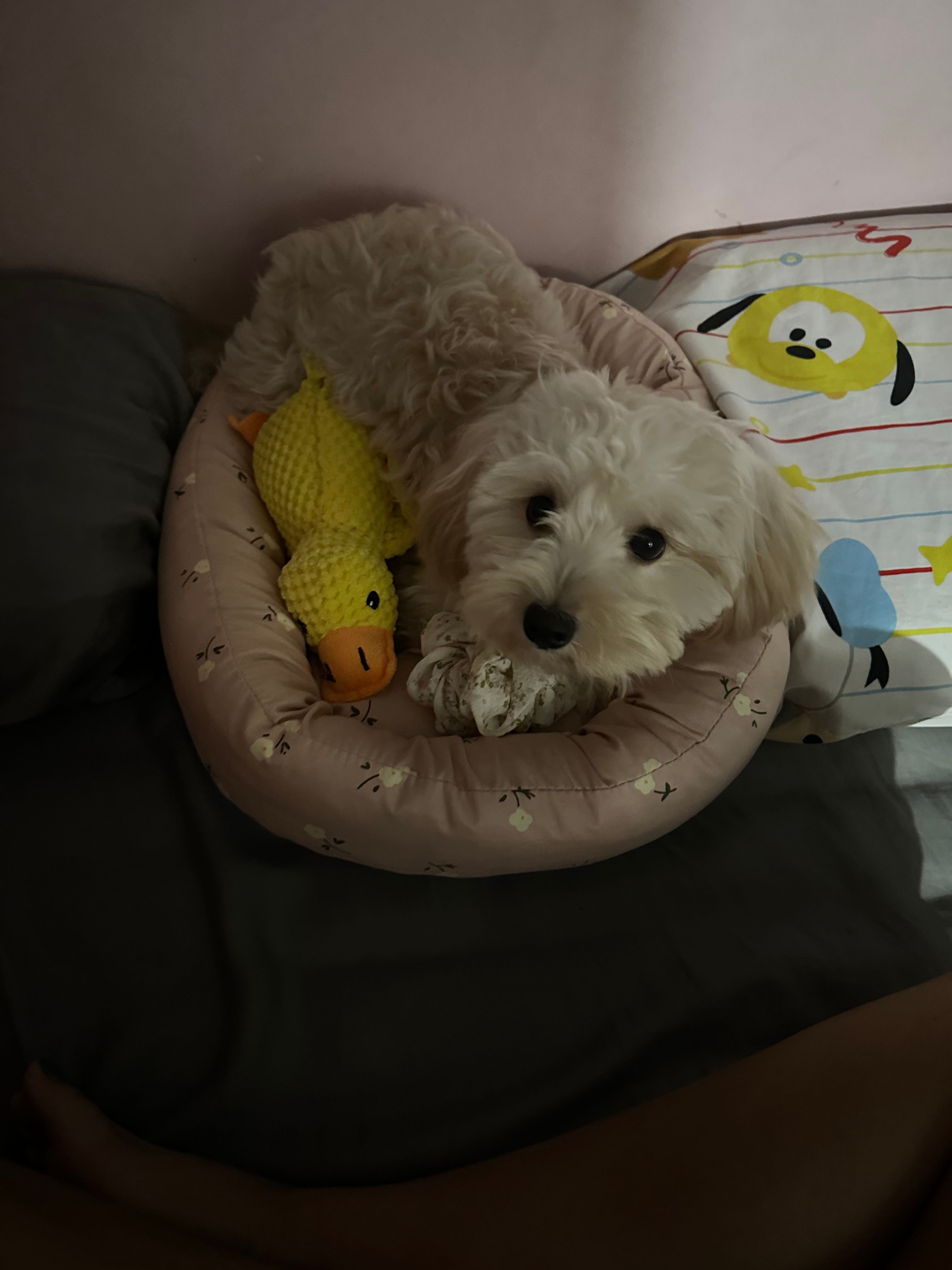 image-4