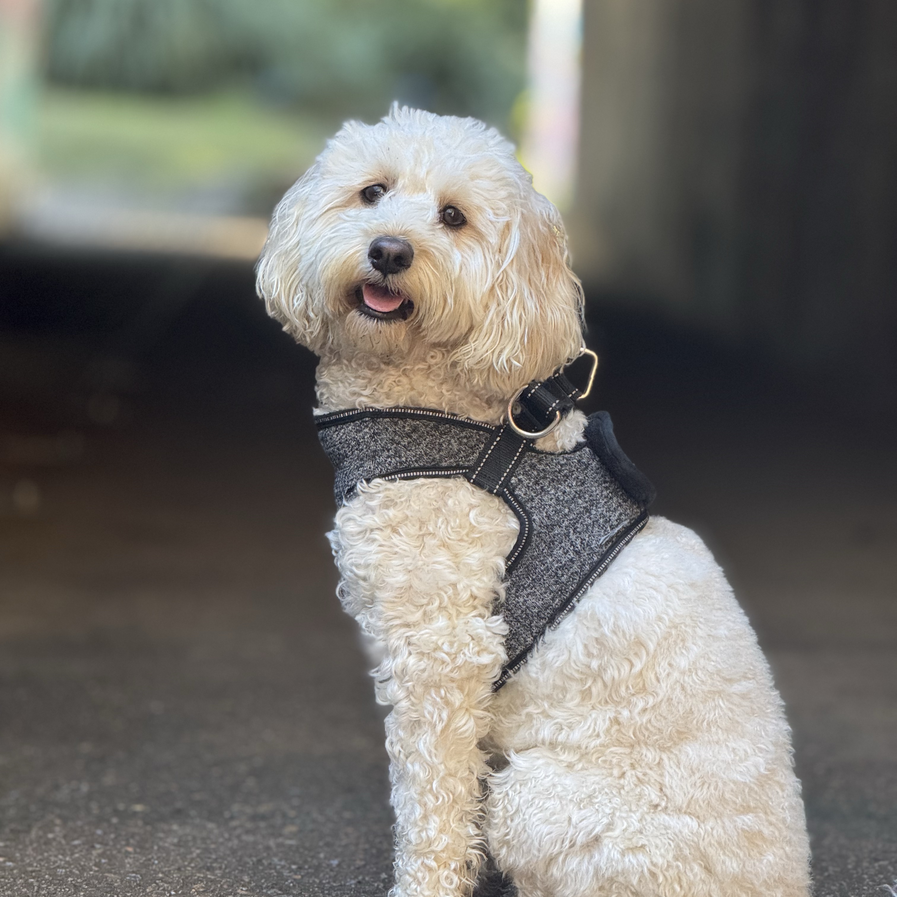 Archie
