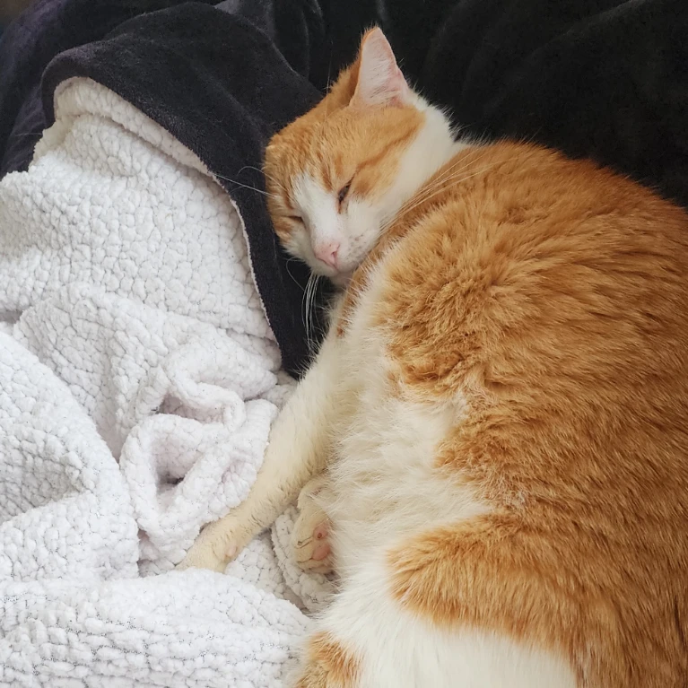Kitten
