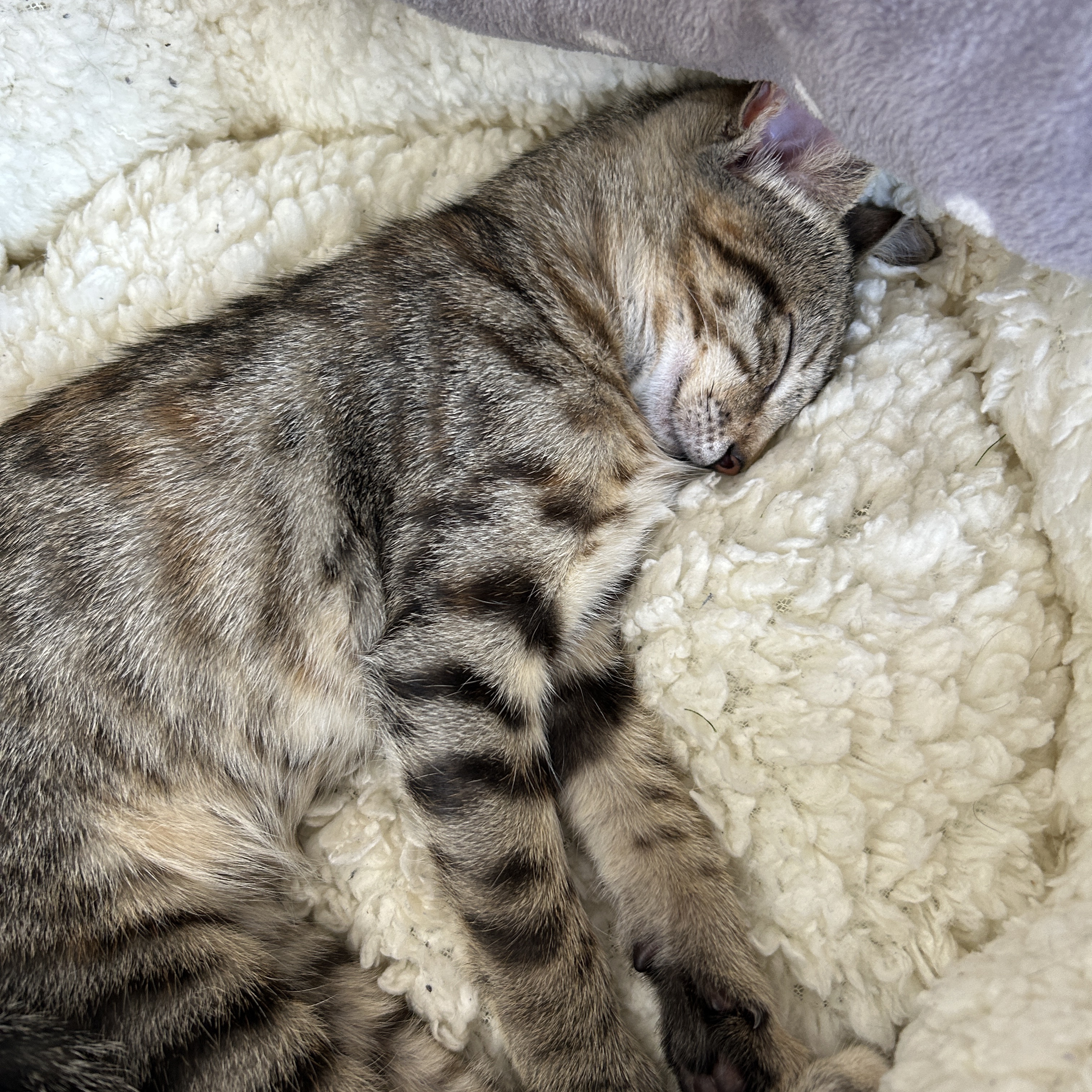 Nala