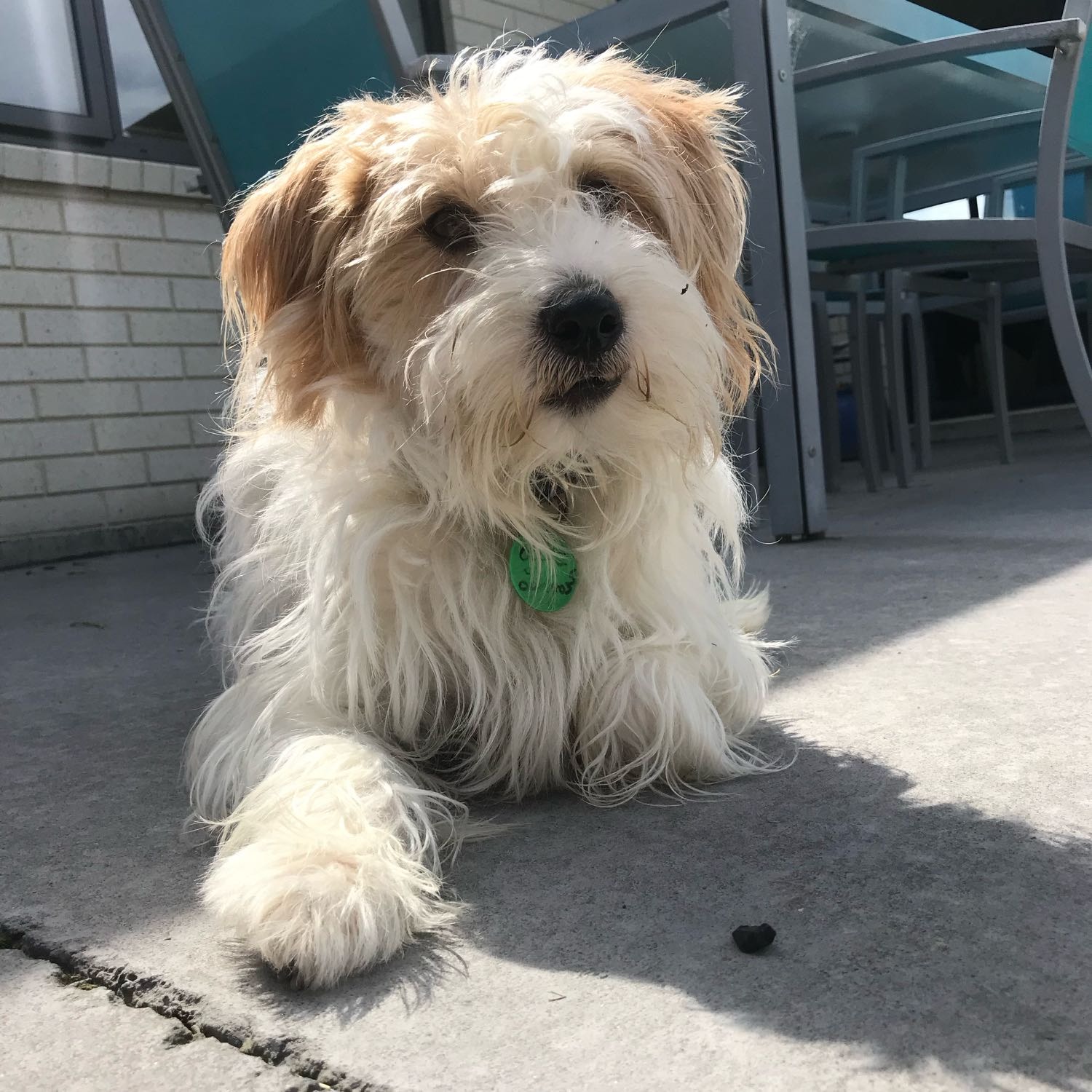Ollie