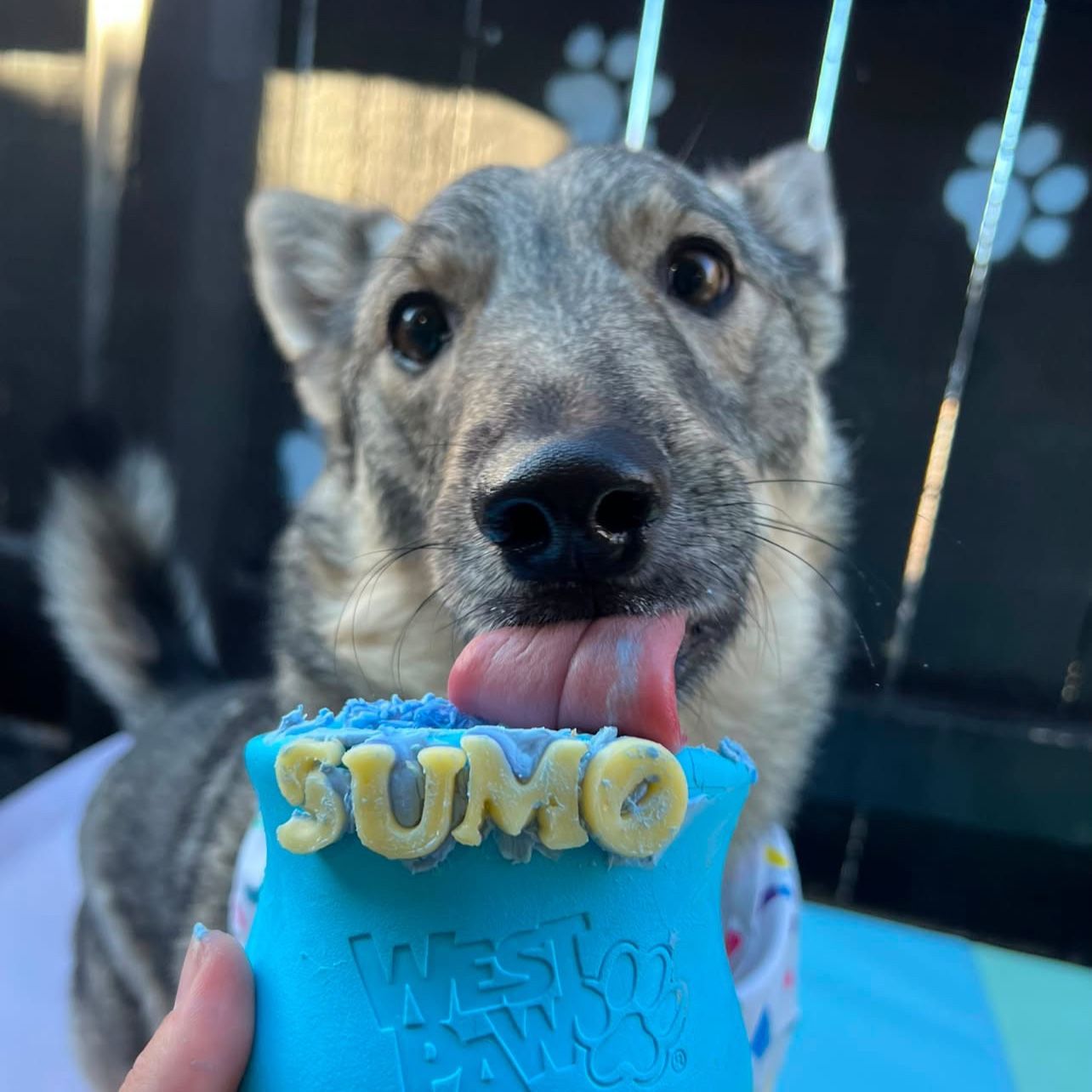 Sumo