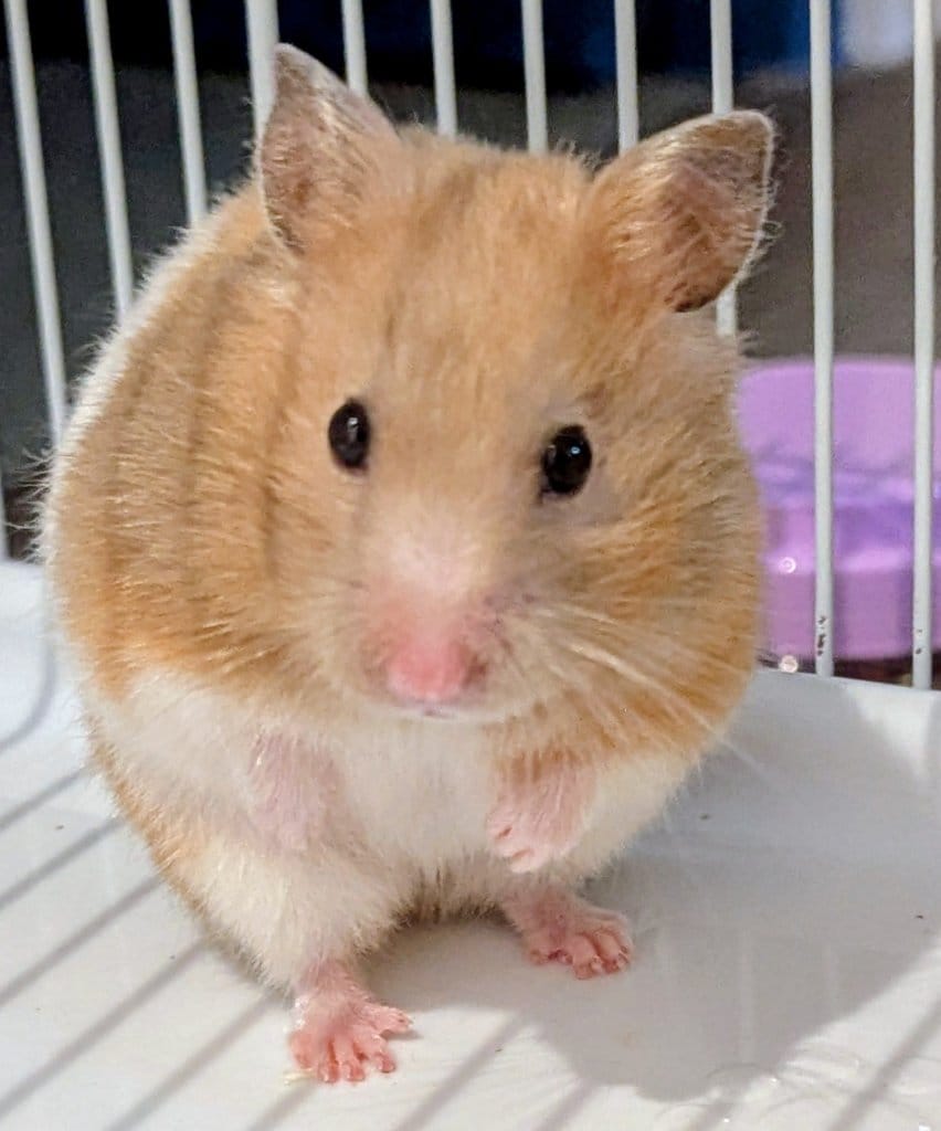 Ms Pudding, the hamster