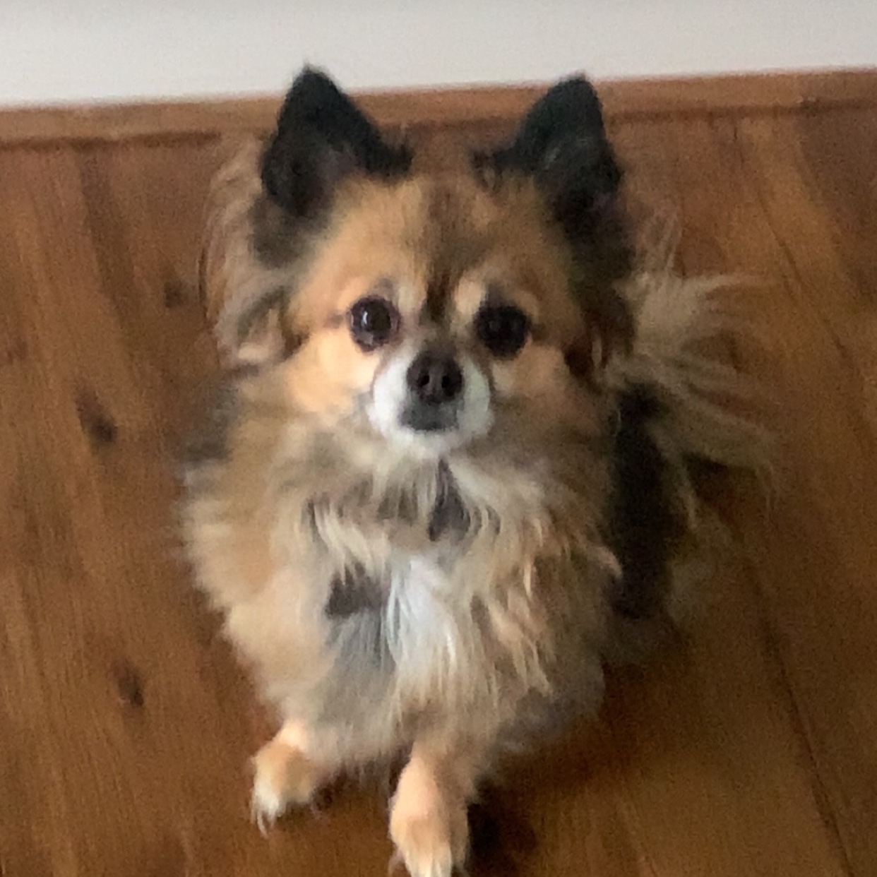 Bailey