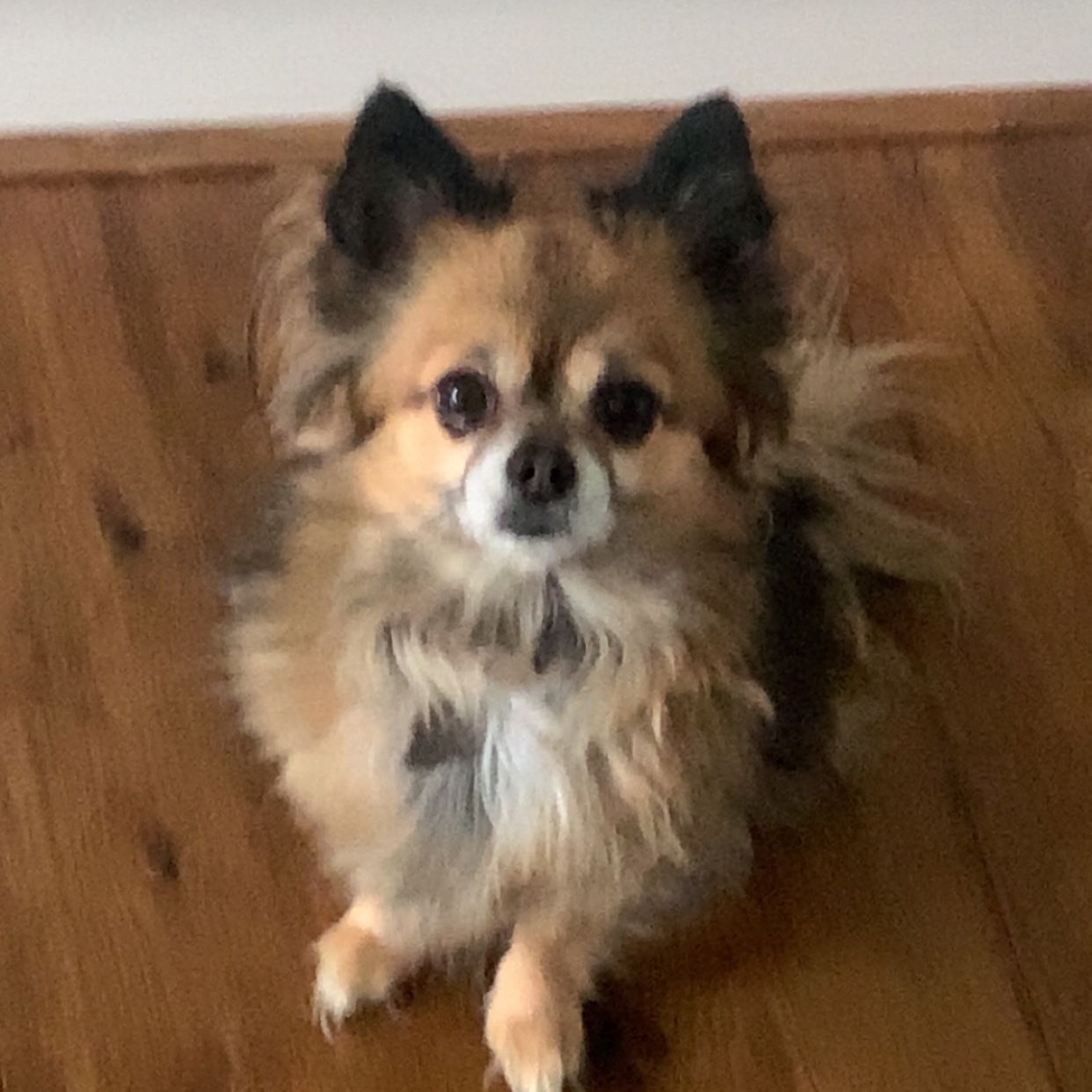 Bailey