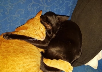 Dante And Minos 