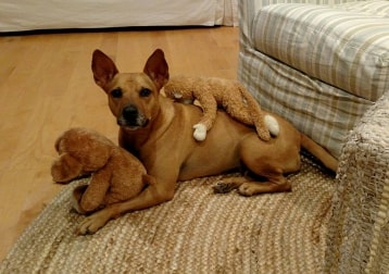 Penny